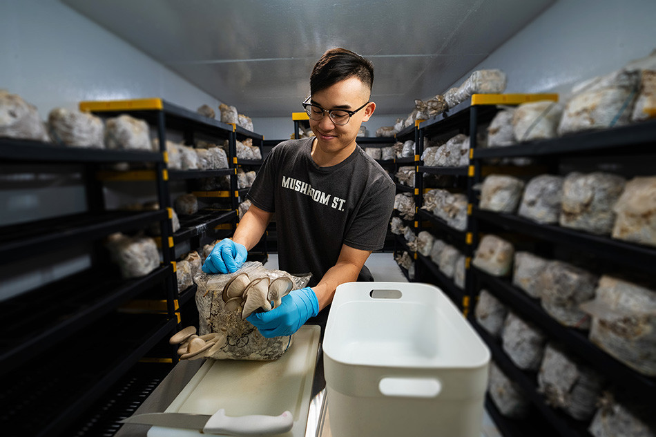 A man working in a warehouse with mushrooms